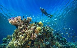 رحلة الدايفينج في الغردقة | Diving in Hurghada